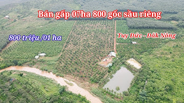 Bán 07 ha đất vườn 800 gốc sầu riêng | Tuy Đức - Đắk Nông