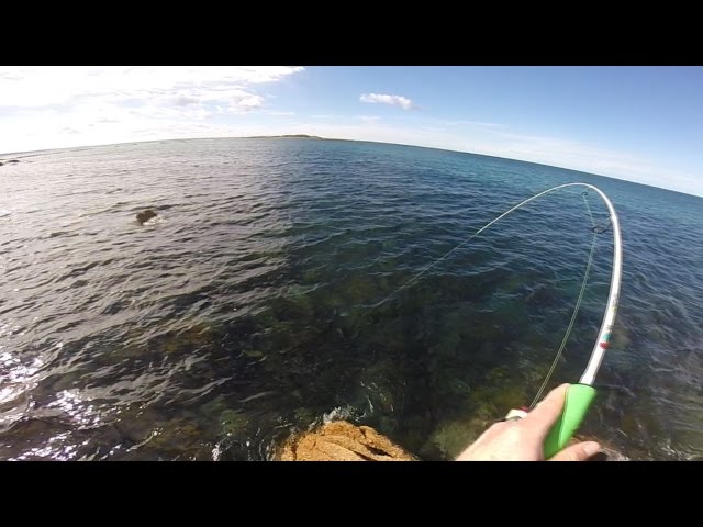 Australian Salmon Caught On Gomoku Rod 