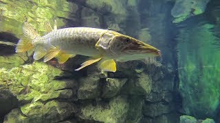 Cabela's Aquarium Vlog