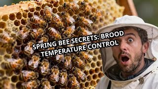 Spring Bee Secrets: Brood Temperature Control