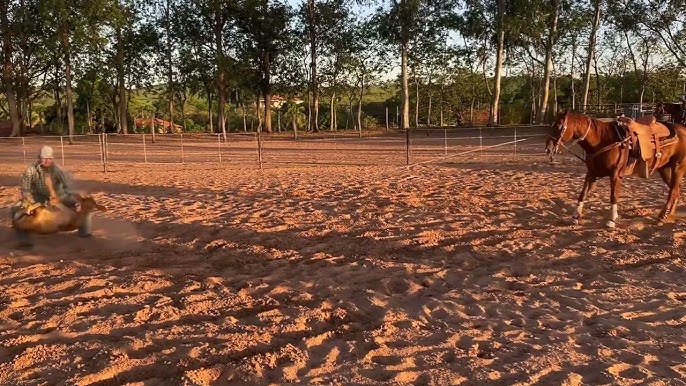 Cavalo pulador Pantanal 