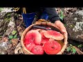 Family Farm | Picking wild mushroom, cook stir-fried meat with eggs and onions, boiled vegetables