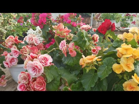 Video: Nega Mayin Begonia Barglari Quriydi Va Quriydi?