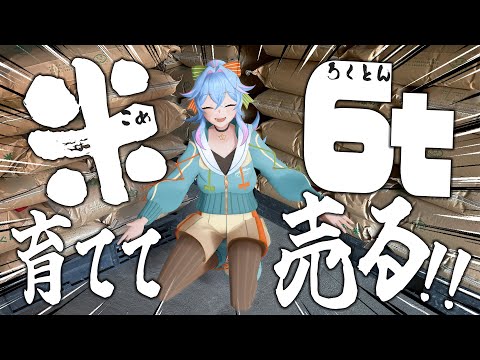 【ピキハイ】VTuber、稲を刈る。6トンのリアル。【米農家VTuber】