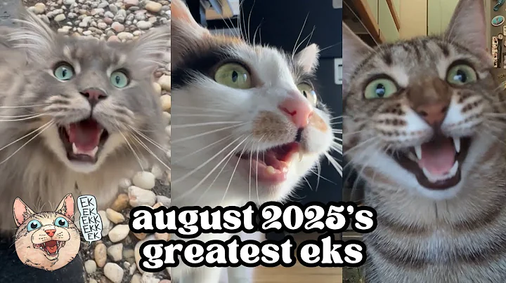 ekekekkekkek compilation - BEST Cat Chirping, Chittering Chattering Clicking of August 2025