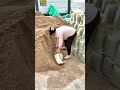 Hardworking Auntie Packing Grain Daily
