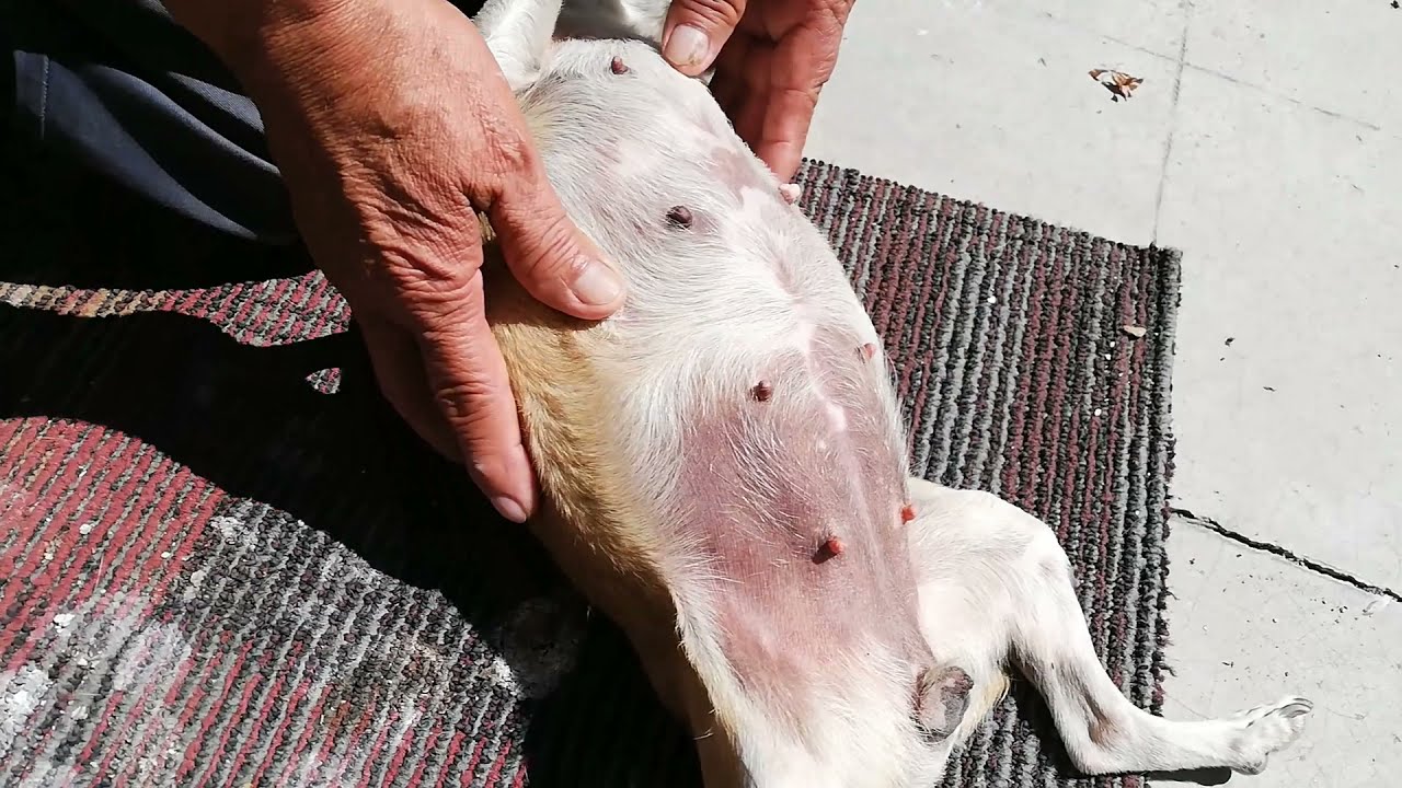 ¿Hay alguna época del año en la que las perras chihuahua tengan más probabilidades de tener una camada más grande?