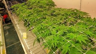 Day 1 of 12/12: Honest Genetics Pheno Hunt