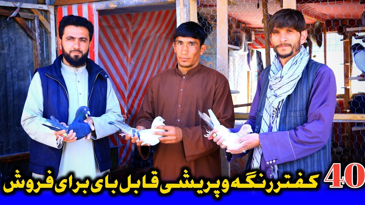 خیل جدید؛ 40 کبوتر رنگه و جنگی قابل بای برای فروش دوکان فریدون | تداوی پر شکسته کبوتر 🕊