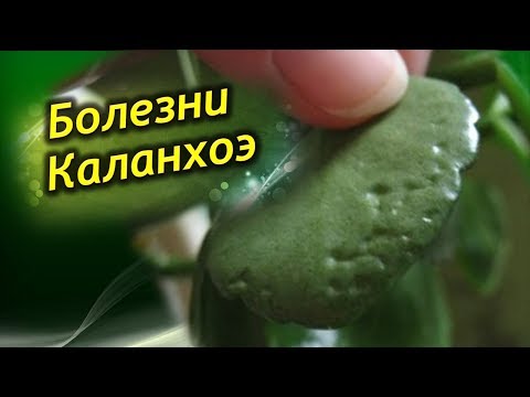 Каланхоэ заболел! Болезни и проблемы выращивания каланхоэ! Как лечить?