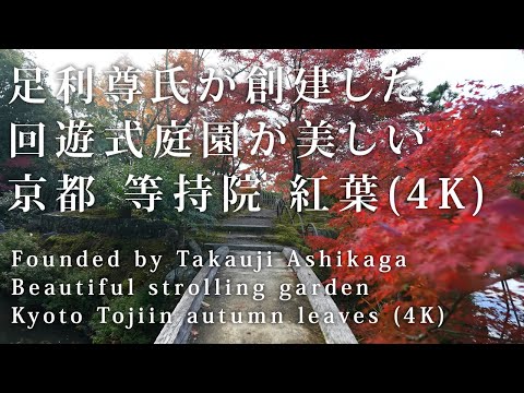 足利尊氏が創建した回遊式庭園が美しい　京都　等持院　紅葉(4K) カエデ・エリシア京都 caede|L’ELISIR KYOTO[Tojiin Temple, Kyoto Red Leaves]