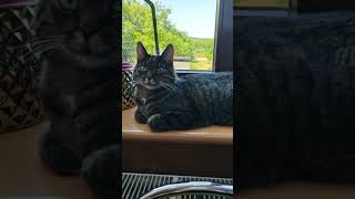 Dla kotka zawsze w domu znajdzie się parapet 😺SUB👍🩷🌞