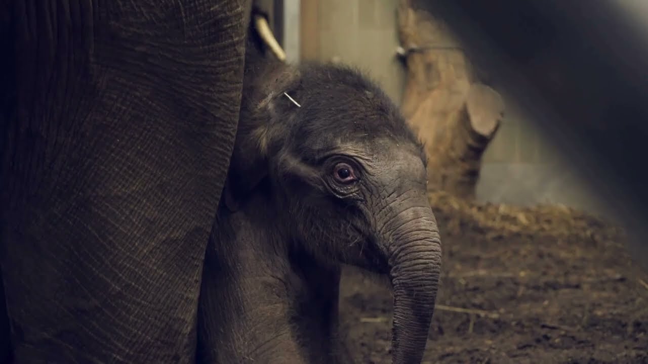 Aziatische olifant geboren op kerstavond in ARTIS
