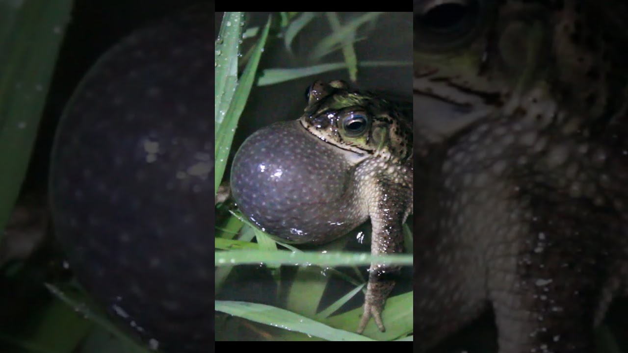 SAPITO DE JARDIN CANTANDO - Rhinella dorbignyi 
