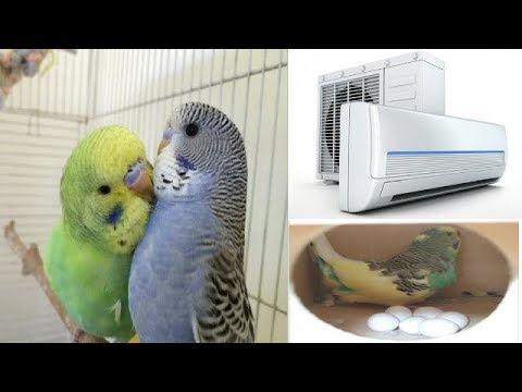Budgies Parrot Save air conditioner & Budgies Parrot save environment ... - Parrot Air Conditioning For Aviary Environments