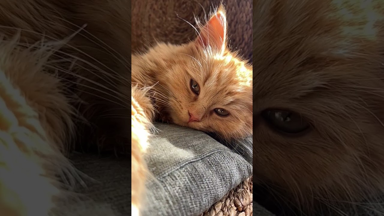 happy international cat day 8 Aug 2023 