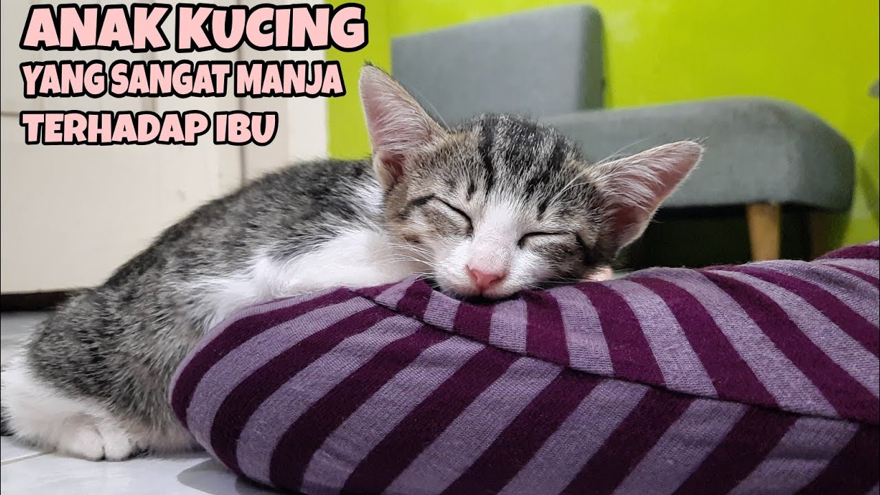 Kucing Rumi Anak kucing Rumi nyaman saat bersandar di atas lengan ibu😻|| Raut ...