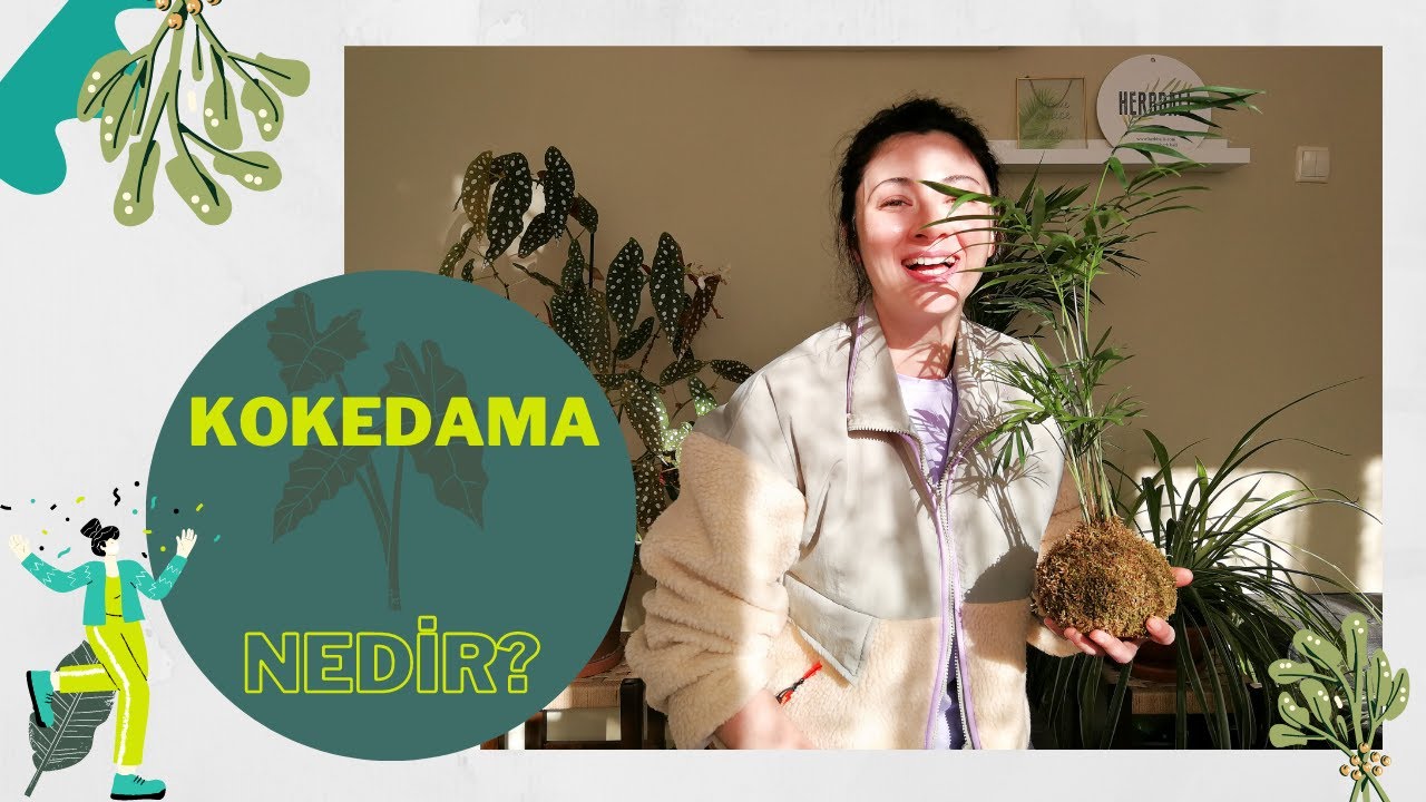 KOKEDAMA NEDİR?  Japon Bitki Yetiştirme Tekniği Yosun Topu - “Anne ben televizyona çıktım!”