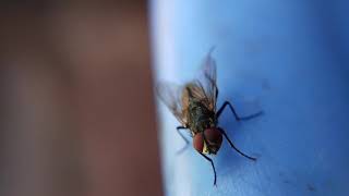 Housefly Cleaning Its Legs