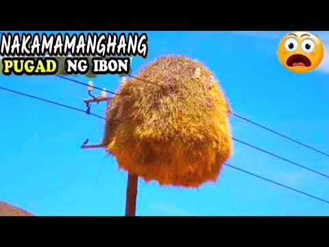 Video: Aling Ibon Ang Gumagawa Ng Pinakamalaking Pugad Sa Buong Mundo