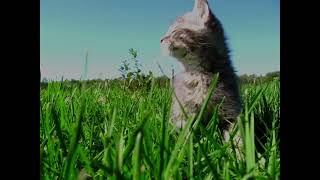 Alex G - Harvey Slowed And Reverb Extended