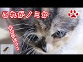 保護猫ふく　フロントラインスプレーを使った　flea！I used Frontline Spray 【瀬戸のふく日記】