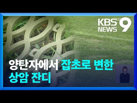 양탄자 에서 잡초 로 변한 상암의 잔디 9시 뉴스 KBS 2023 08 15 