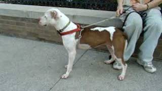 Rosie-Available At The Humane Society Of Missouri