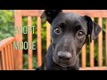 Moose the Happiest Puppy Ever Is Looking for His Forever Family