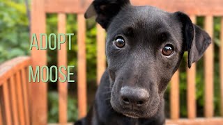 Moose the Happiest Puppy Ever Is Looking for His Forever Family