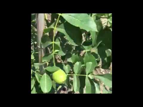 ჩანდლერის ჯიშის კაკალი