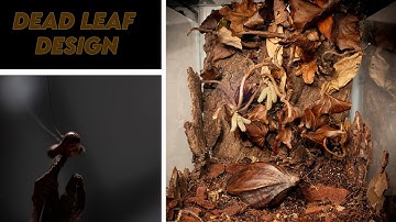 Creating a camouflage environment for Dead Leaf Mantis! [DESIGN & REHOUSE]