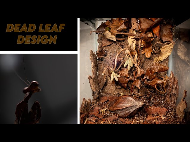 Creating a camouflage environment for Dead Leaf Mantis! [DESIGN & REHOUSE] class=