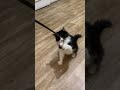 Мия #2025 #красноярск #cat #ночь #funny #лето2025 #кошечка #игры #kitten #kitty #lovesong #лето