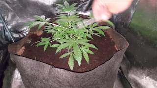 Growing LARGE In small Spaces, Fastbuds WCOG, Spectrum King Closet Case  S- 1 Ep- 3