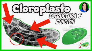 Cloroplastos Célula Eucariota Estructura Y Función