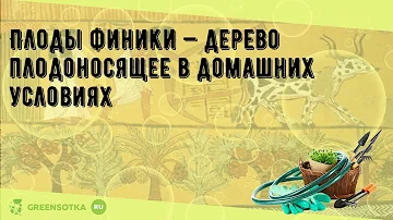 Плоды финики — дерево плодоносящее в домашних условиях