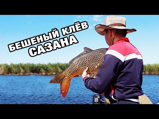 БЕШЕНЫЙ КЛЁВ САЗАНА. Рыбалка в Казахстане. Рыбалка на Балхаше. Рыбалка на Сазана (часть 1)