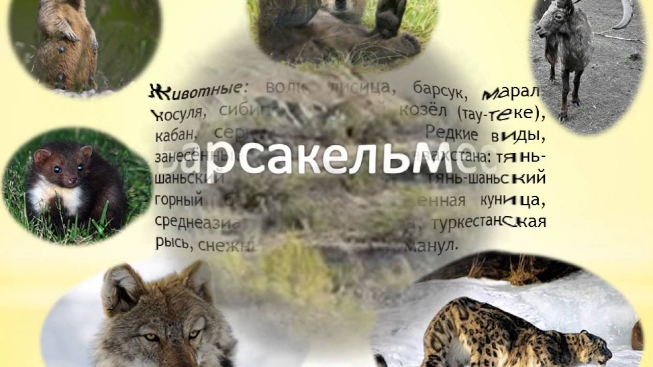 Видеоролик "Заповедники Казахстана" I 22 апреля - международный день земли