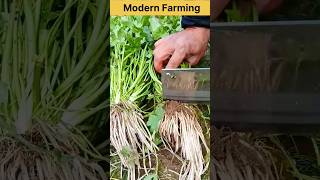 What variety of coriander is it? #modernfarmer #agriculture #satisfying #farming #china #shorts