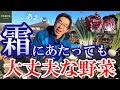 【家庭菜園】関東の真冬でも収穫できる野菜はコレ！【冬野菜】