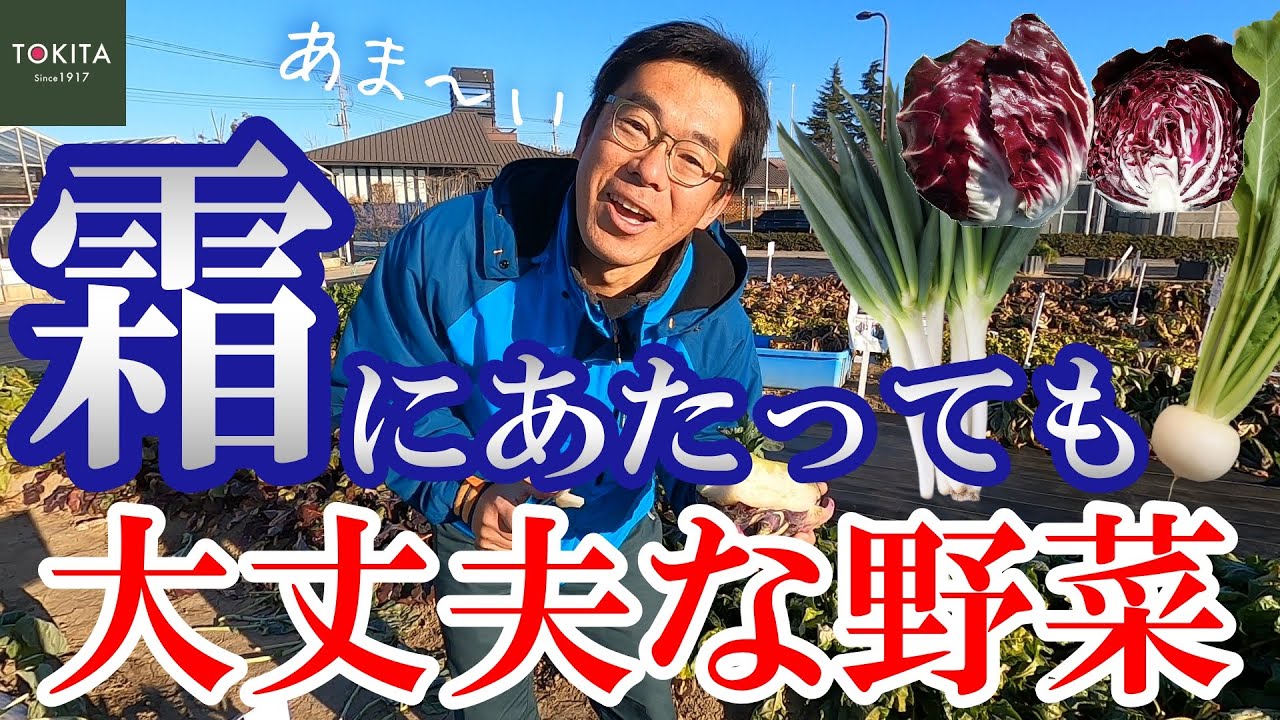 【家庭菜園】関東の真冬でも収穫できる野菜はコレ！【冬野菜】