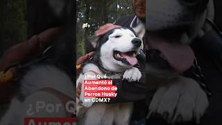 ¿Por qué aumentó el abandono de perros husky en CDMX? - N  #Shorts