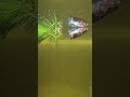 Proper Way to Feed Betta Fish! 🐠 (Tamil) #shorts #bettafish #aquarium #crownaquatics #bettatank