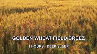 Golden Wheat Field Breeze 🌾 1 Hour · Calm for Sleep