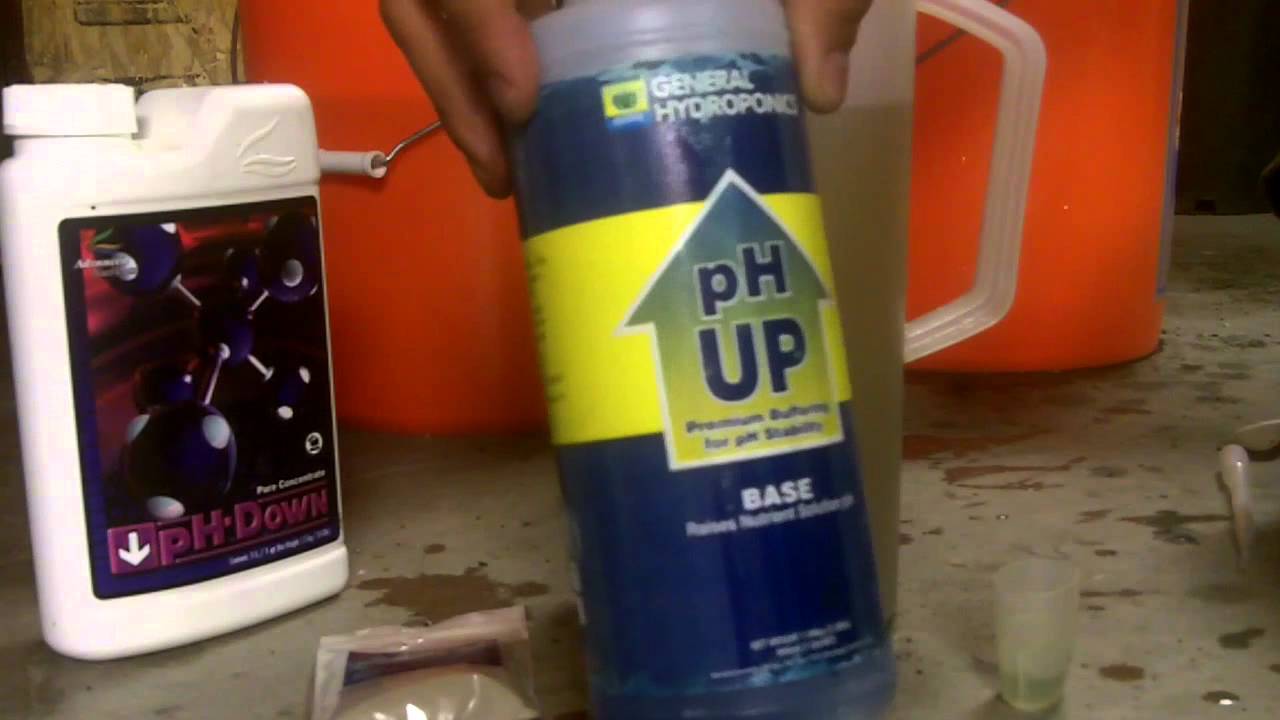 Getting the Critical Sensi Star into Flower