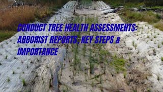 How to Conduct Tree Health Assessments  Arborist Reports, Key Steps & Importance