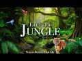 Jungle Wildlife 4K - Animals That Call The Jungle Home | Rainforest | Scenic Relaxation Film