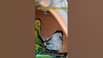 Budgerigar Brids breeding progress #birds#breedingpair #parrot #java