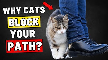 If Your Cat Blocks Your Path, This Is What They’re Trying to Say